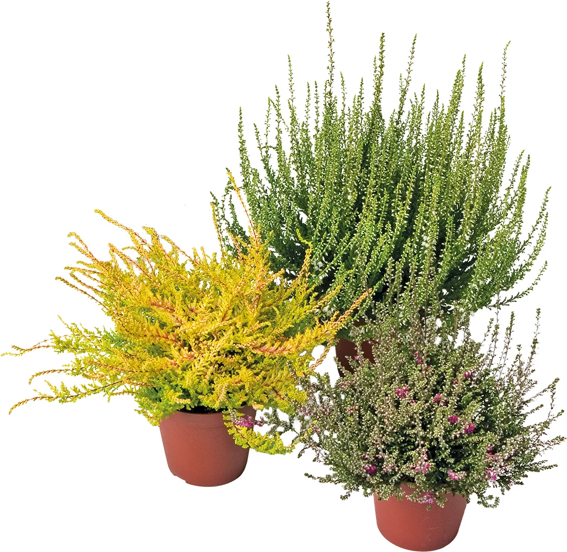 Calluna Garden Girls (Calluna vulgaris)