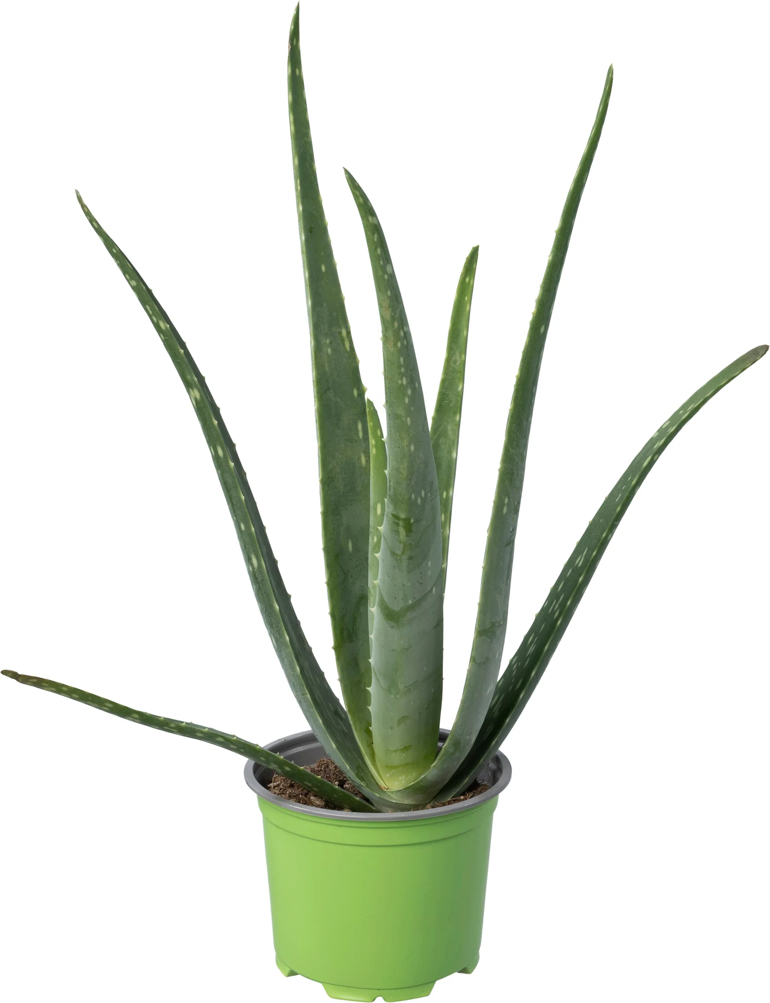 Biologische Aloë (Aloe vera) D 12 H 25 cm