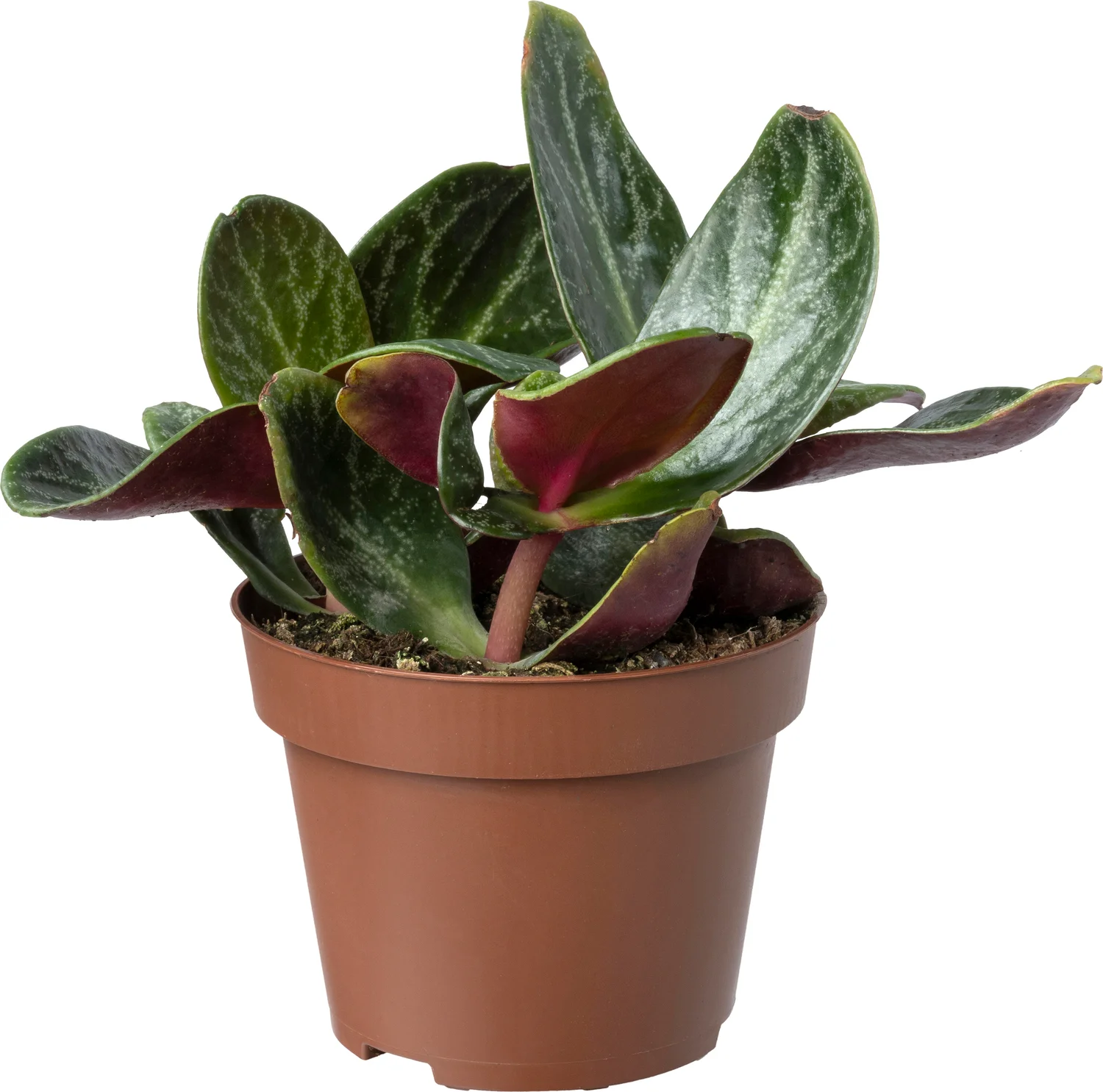 Biologische Jade plant (Crassula multicava 'Red Luna') D 11 H 15 cm
