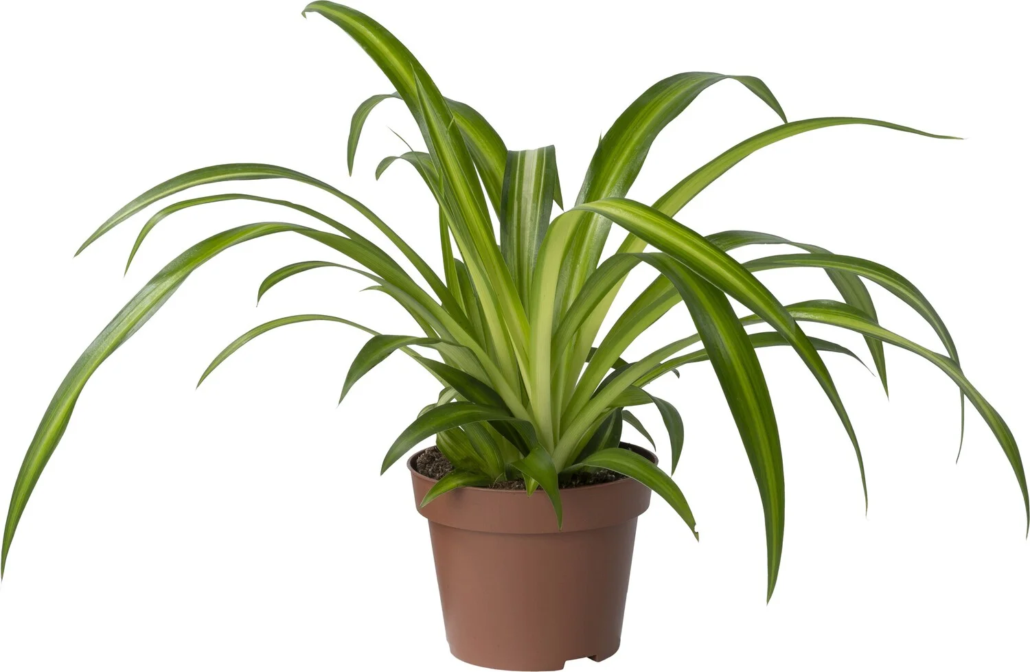 Biologische Graslelie (Chlorophytum 'Hawaiian') D 11 H 15 cm