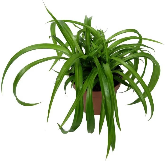 Biologische Graslelie (Chlorophytum 'Bonnie') D 11 H 15 cm