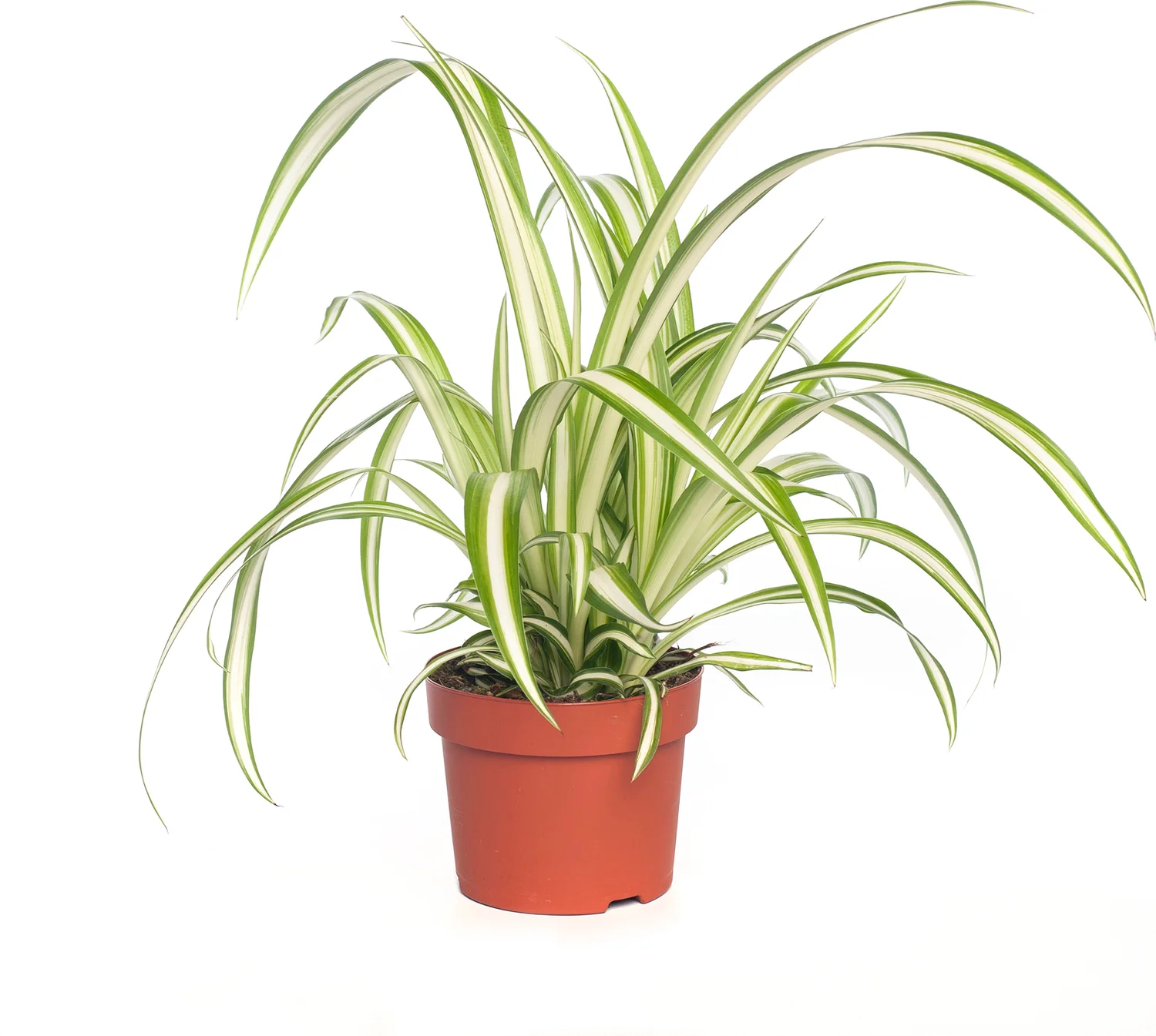 Biologische Graslelie (Chlorophytum variegatum) D 11 H 15 cm