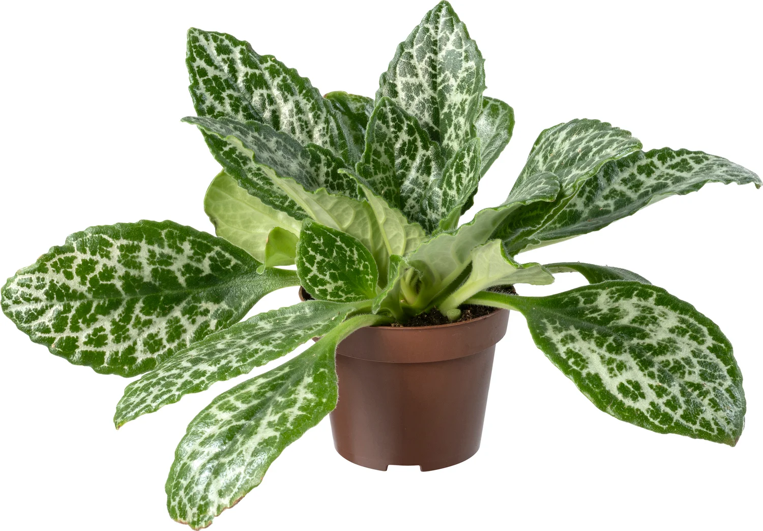 Biologische Henckelia (Henckelia) D 11 H 15 cm