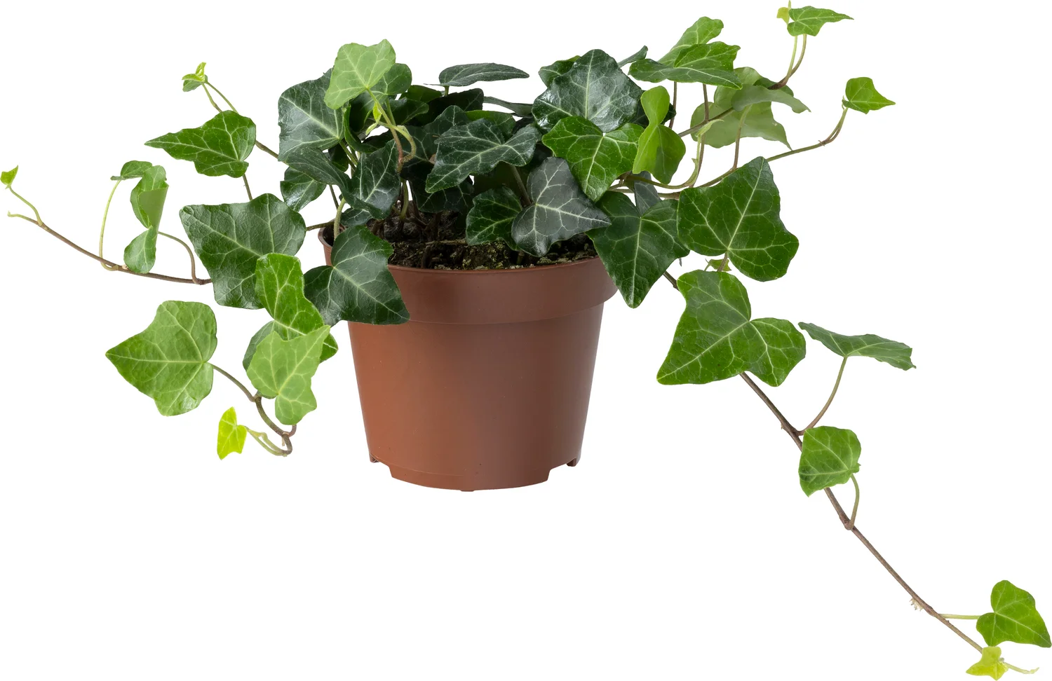 Biologische Klimop (Hedera) D 11 H 15 cm