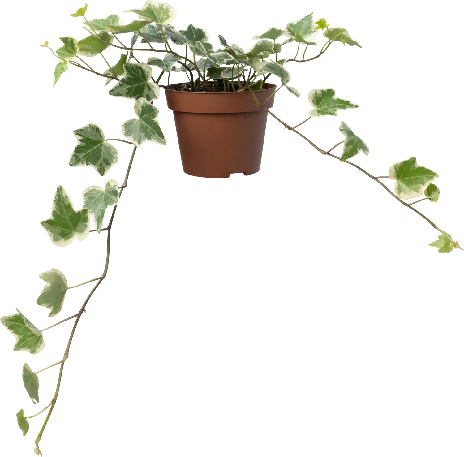 Biologische bonte Klimop (Hedera) D 11 H 15 cm