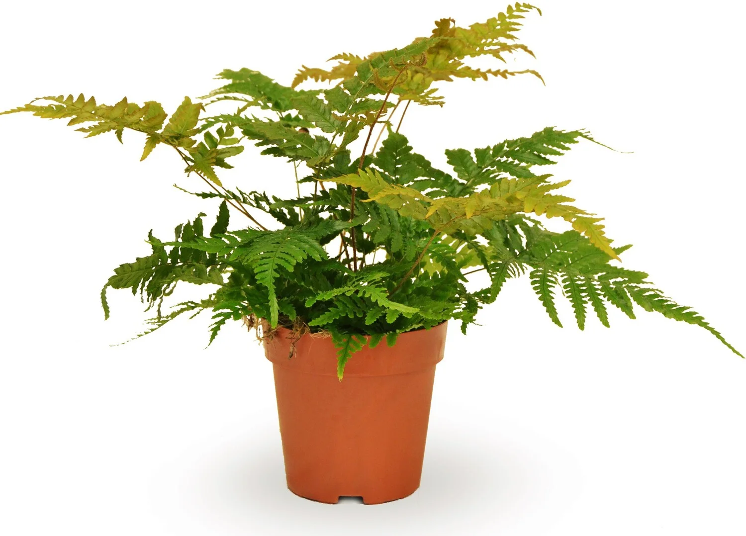 Biologische smalle naaldvaren (Polystichum tsus-simense) D 11 H 15 cm