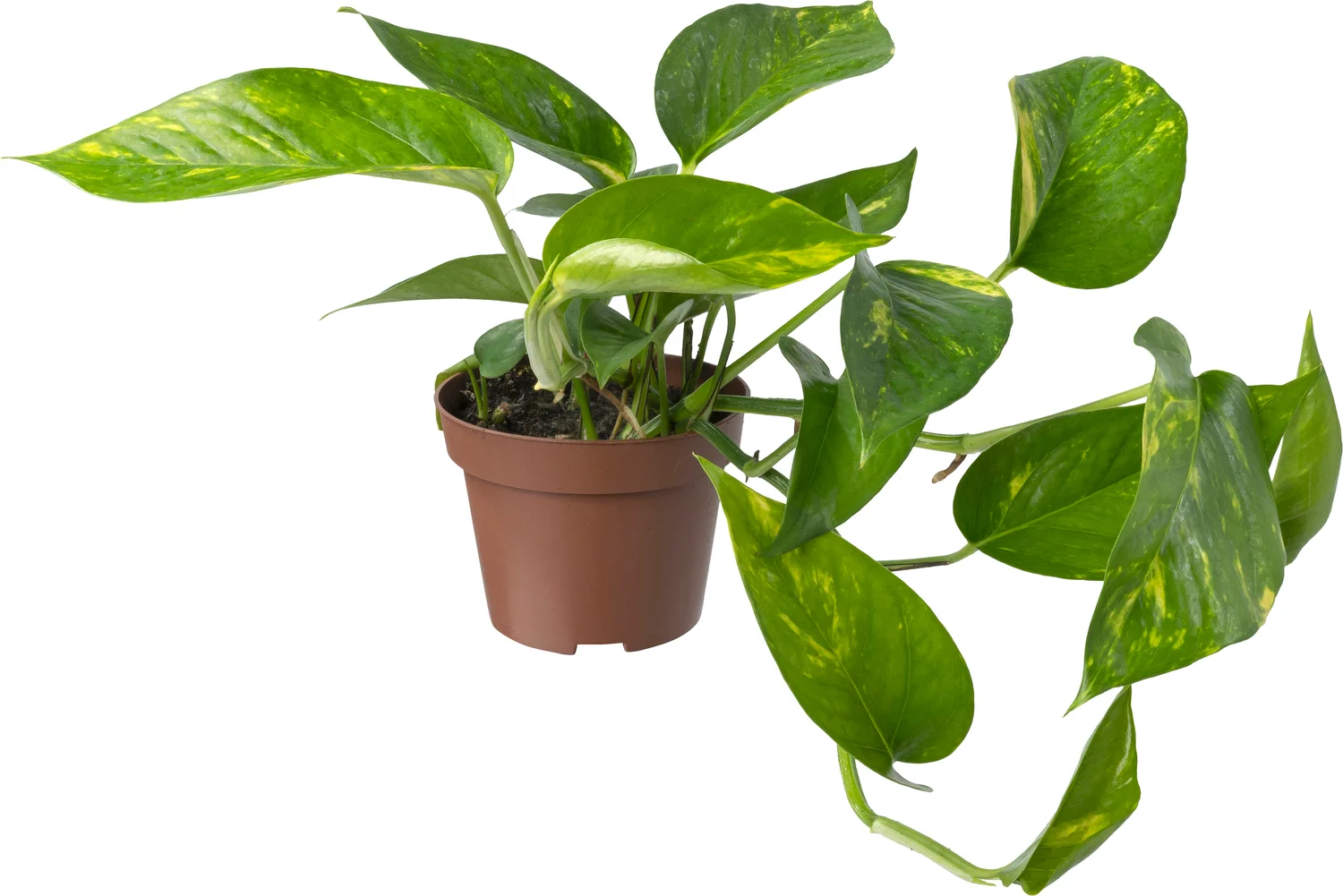 Biologische Drakenklimop (Epipremnum) D 11 H 15 cm