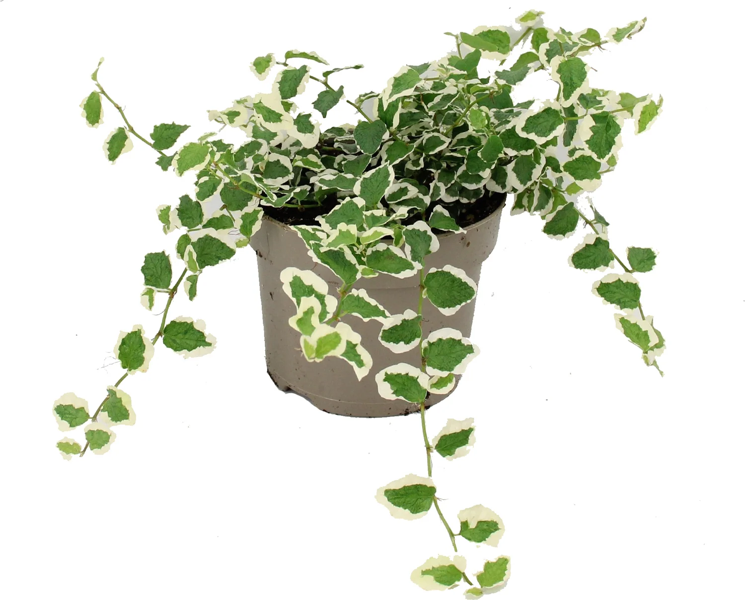 Biologische bonte Kruipvijg (Ficus pumila) D 11 H 15 cm