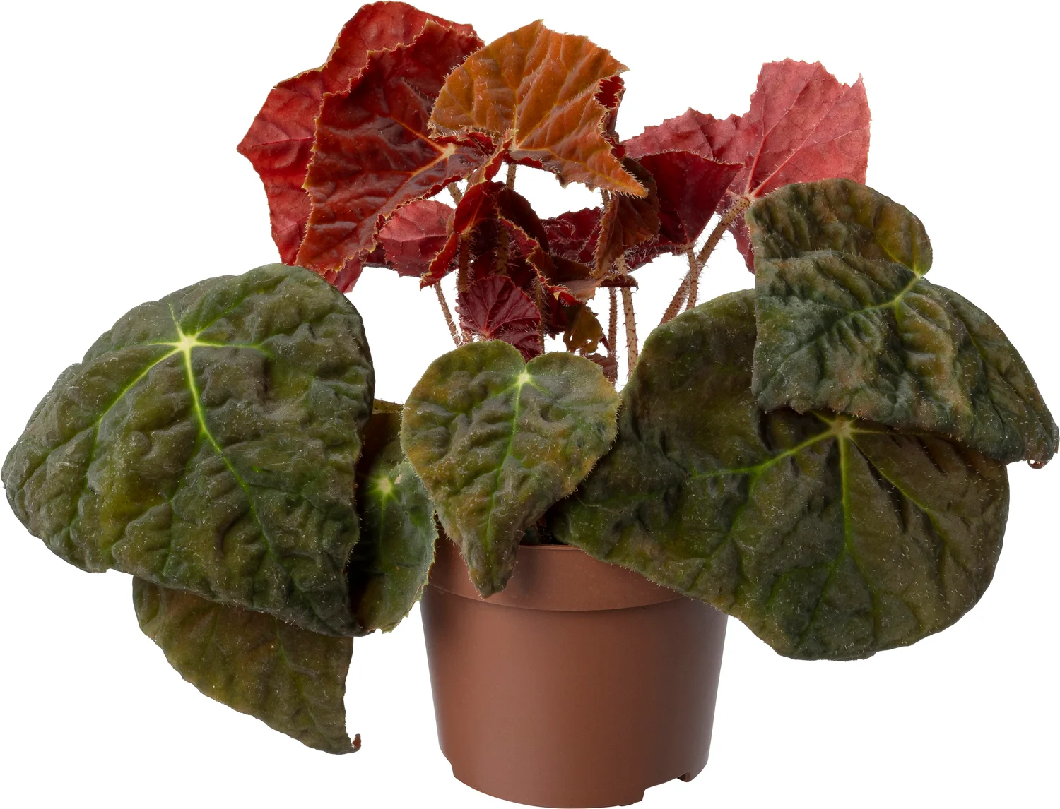Biologische Bladbegonia (Begonia 'Autumn Ember') D 11 H 15 cm