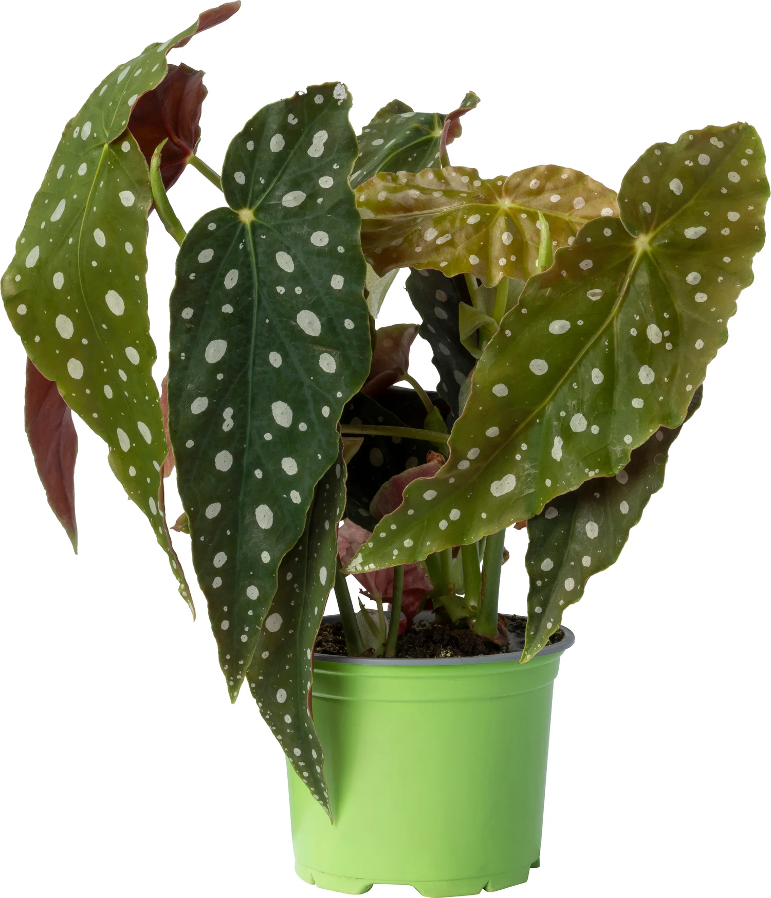 Biologische Stippenbegonia (Begonia maculata 'Big Dots') D 12 H 20 cm