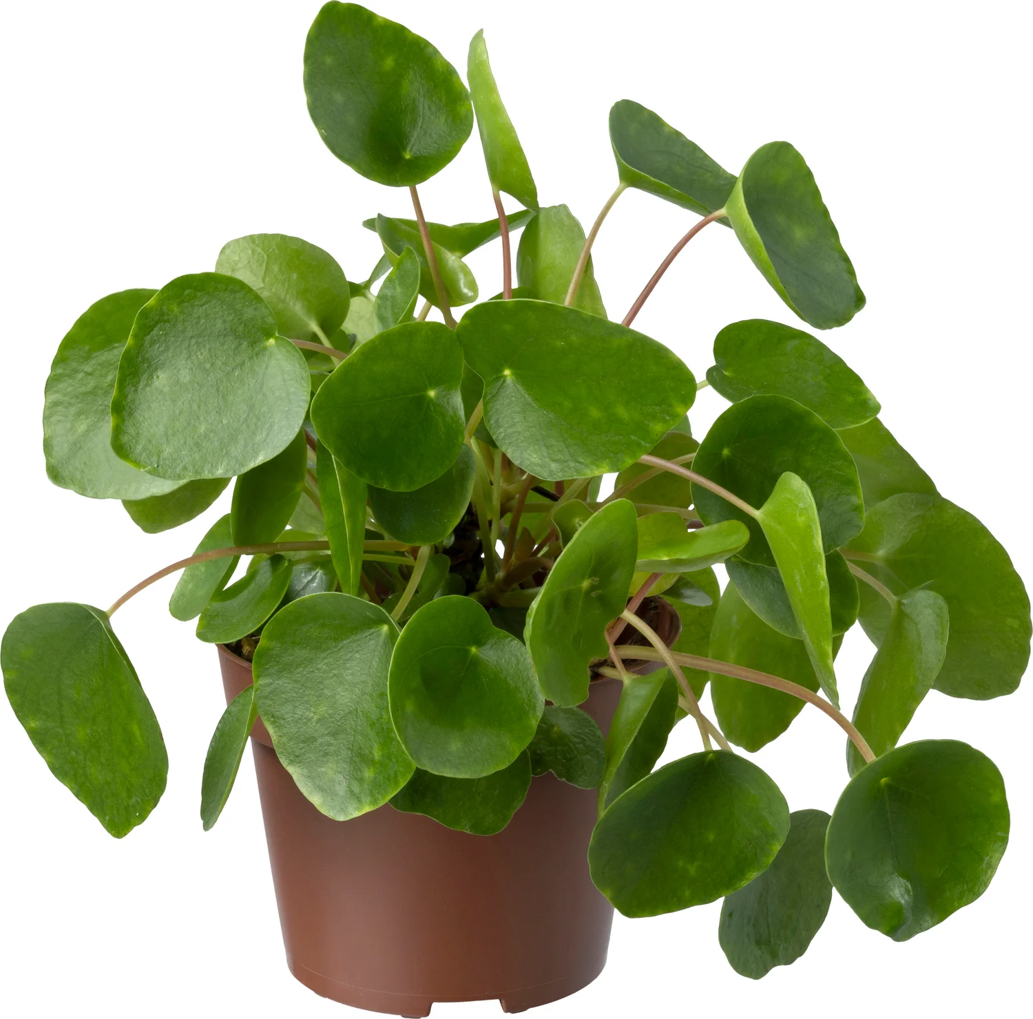 Biologische Pannenkoekplant (Pilea peperomioides) D 11 H 15 cm