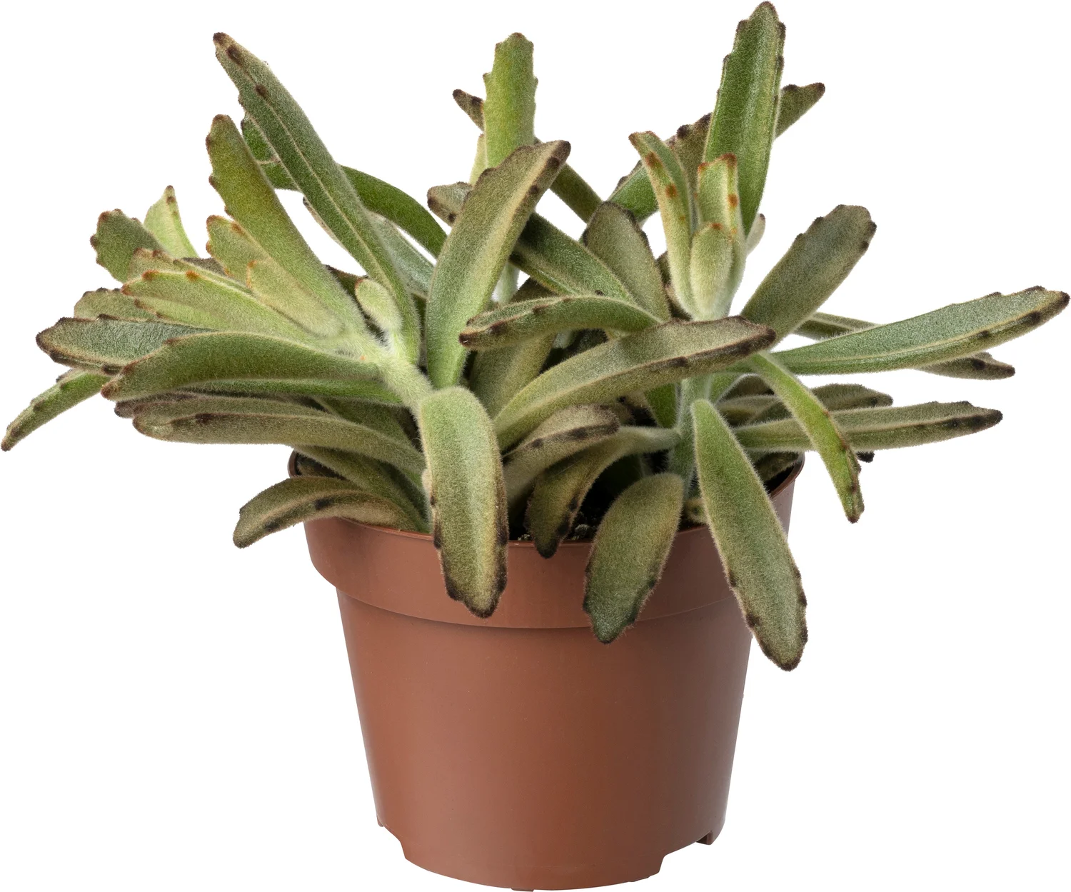 Biologische Pandaplant (Kalanchoe tomentosa) D 11 H 15 cm