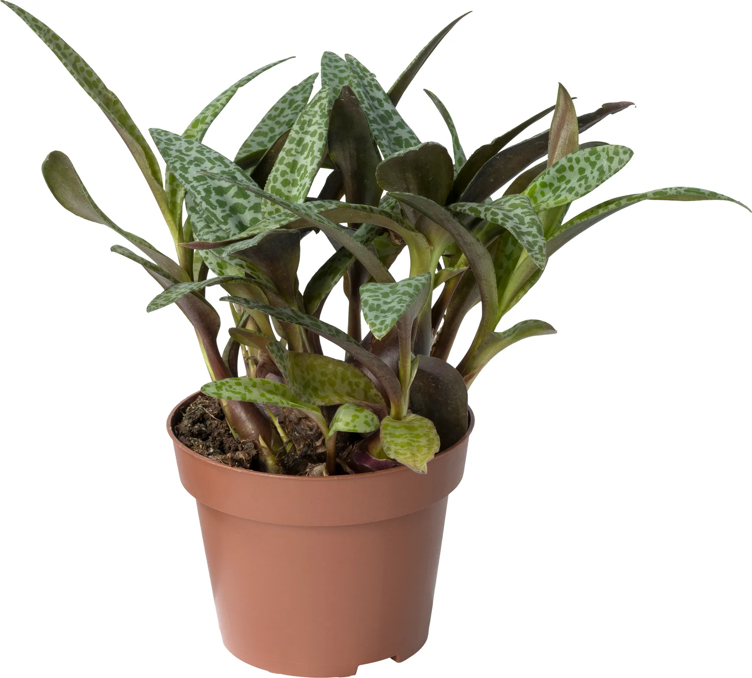 Biologische Luipaardlelie (Ledebouria scilla) D 11 H 15 cm