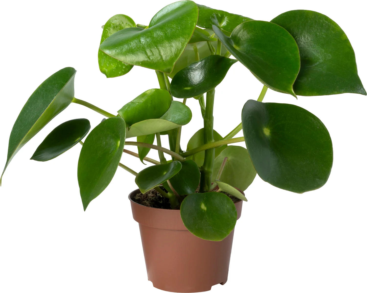 Biologische Peperomia (Peperomia polybotrya 'Raindrop') D 12 H 15 cm