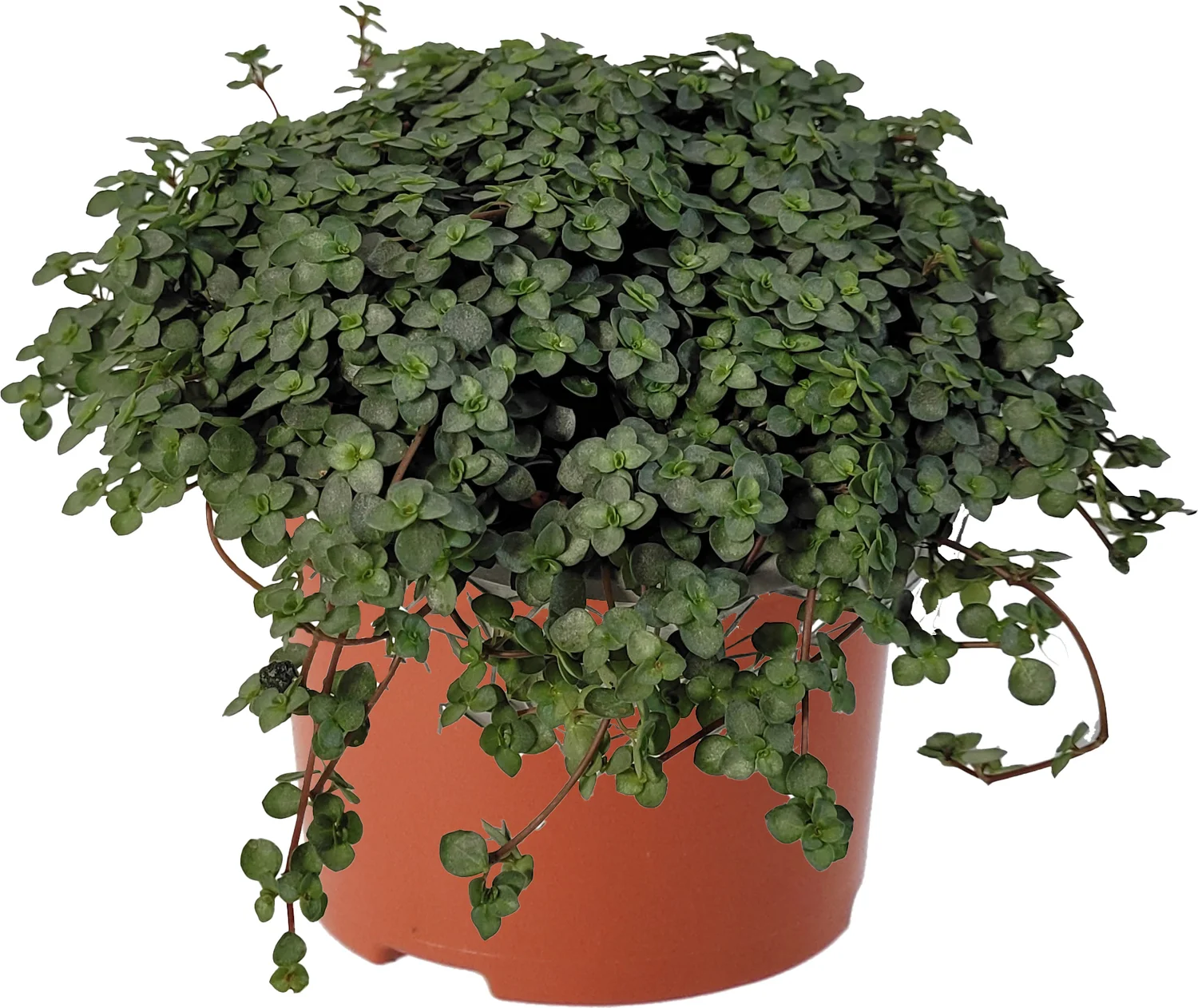 Biologische Kanonplantje (Pilea glauca) D 11 H 15 cm