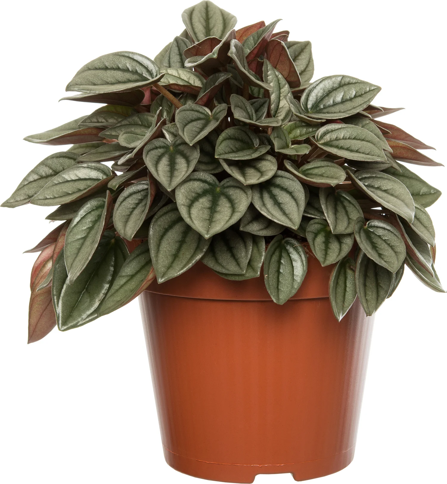 Biologische Peperomia (Peperomia caperata) D 11 H 15 cm