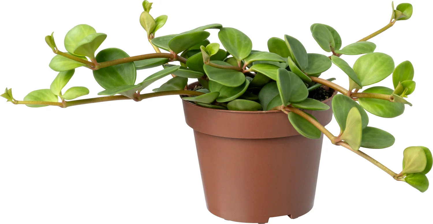 Biologische Peperomia (Peperomia tetraphylla 'Hope') D 11 H 15 cm
