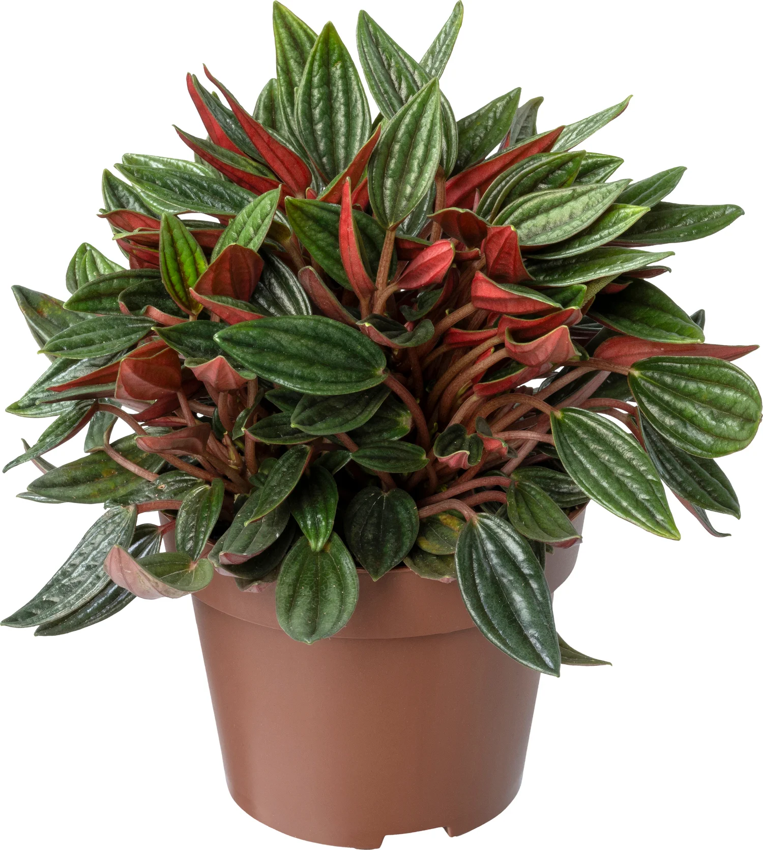 Biologische Peperomia (Peperomia 'Rosso') D 11 H 15 cm