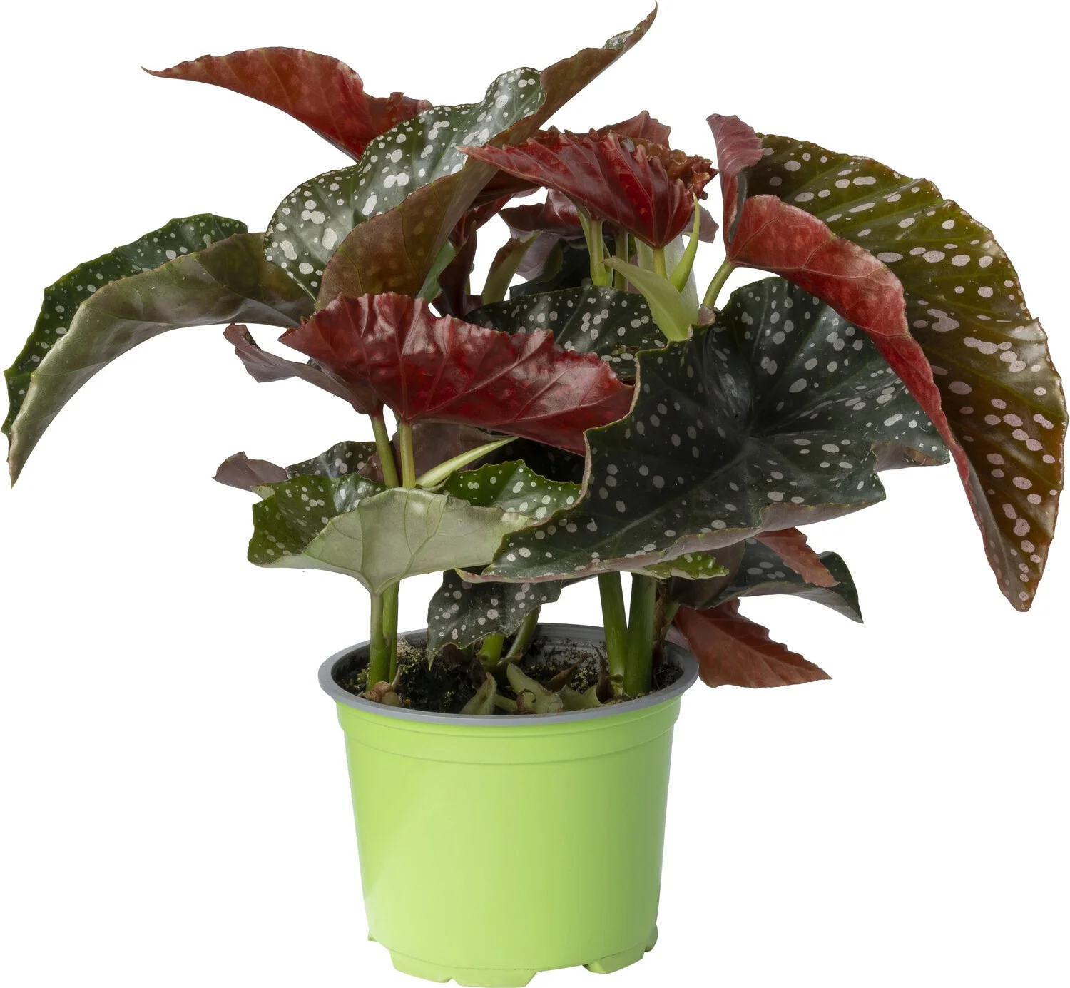 Biologische Stippenbegonia (Begonia fibrous 'Cracklin Rosie') D 12 H 20 cm