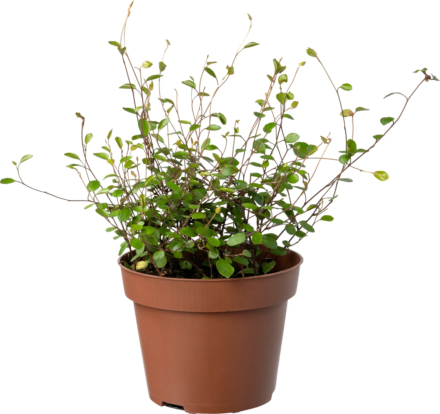Biologische Muehlenbeckia (Muehlenbeckia) D 11 H 15 cm