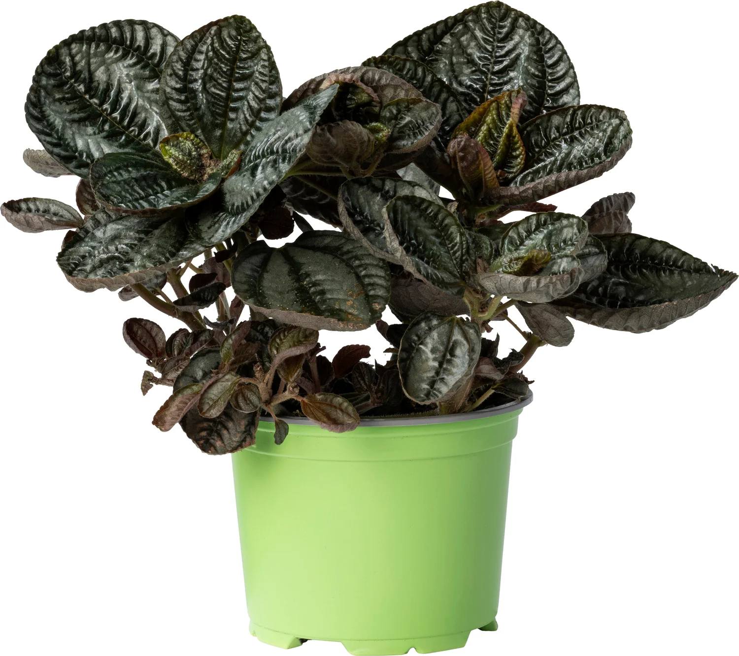 Biologische Vriendschapsplant (Pilea involucrata 'Friendship') D 12 H 15 cm