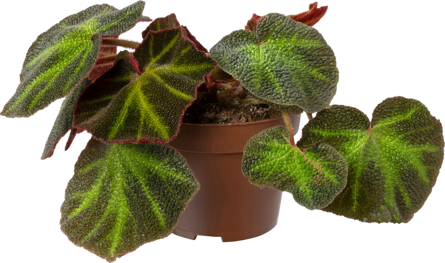Biologische Bladbegonia (Begonia soli-mutata) D 11 H 15 cm