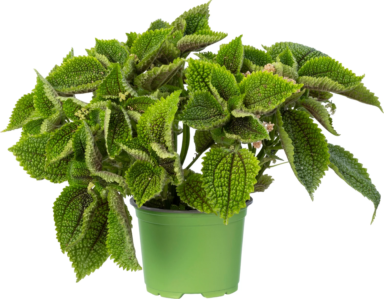 Biologische planten (Pilea involucrata 'Moon Valley') D 12 H 15 cm