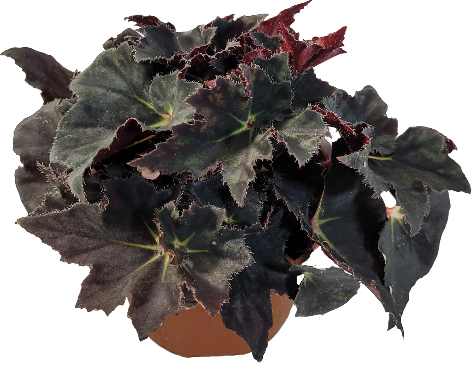 Biologische Bladbegonia (Begonia heracleifolia) D 11 H 15 cm