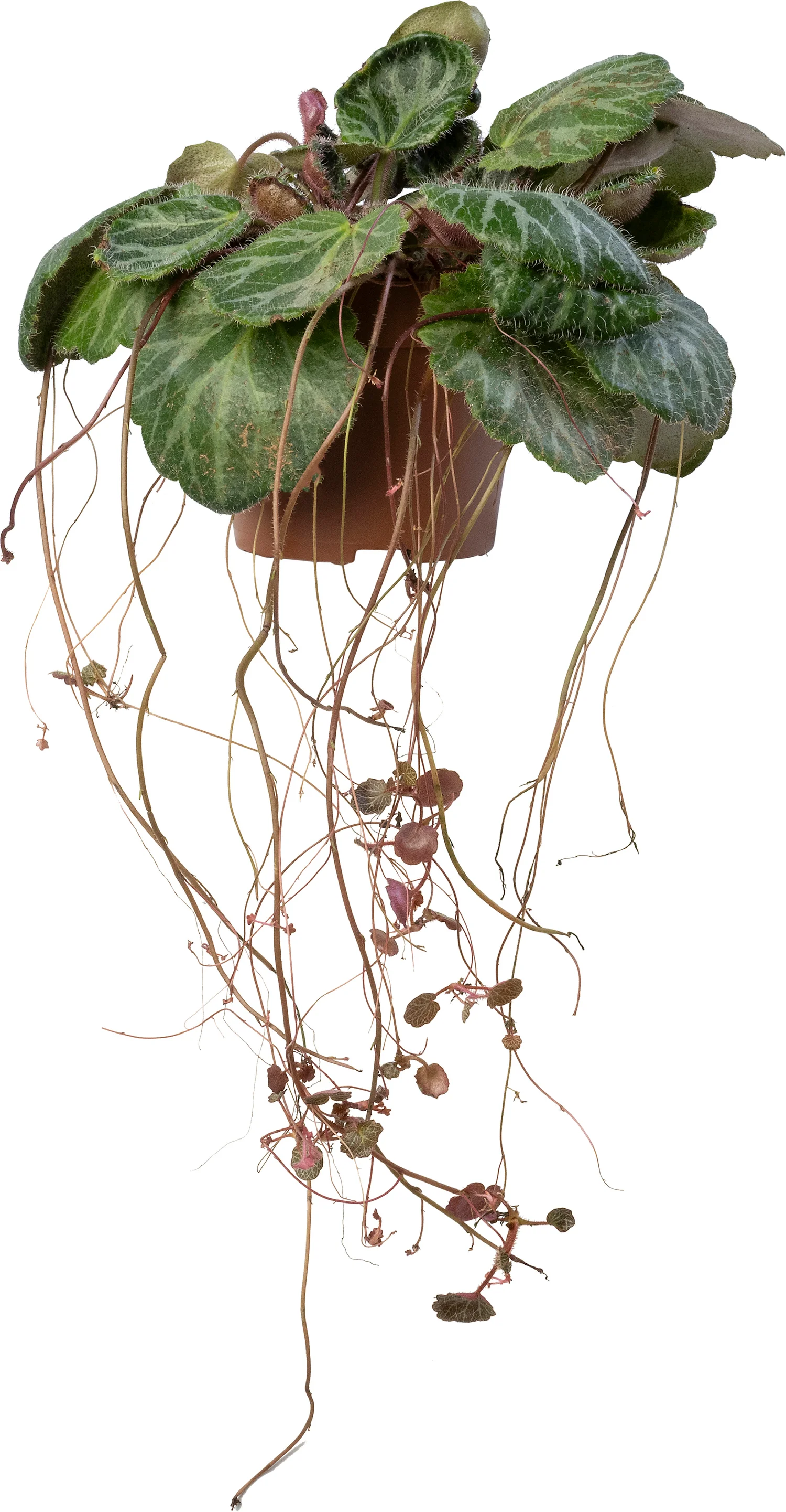 Biologische Schildersverdriet (Saxifraga stolonifera 'Tricolor') D 11 H 15 cm