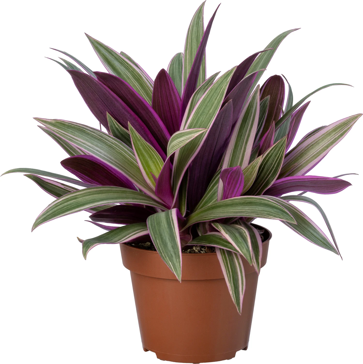 Biologische Vaderplant (Tradescantia spathacea) D 11 H 15 cm