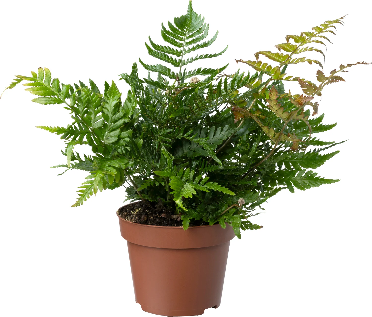 Biologische Herfstvaren (Dryopteris erthrosora) D 11 H 15 cm