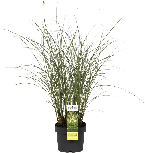 Chinees riet (Miscanthus sinensis 'Gracillimus') D 19 H 45 cm