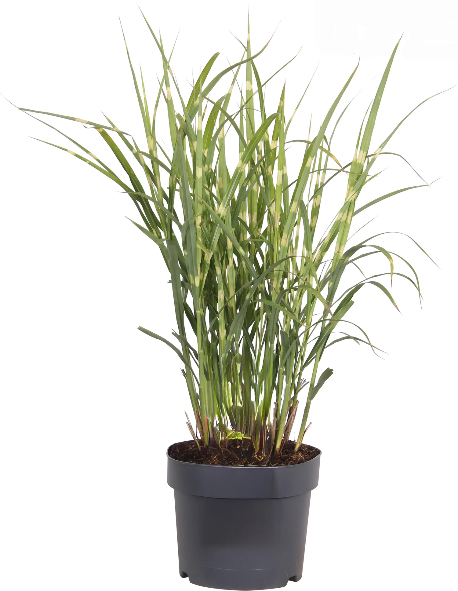 Chinees Riet (Miscanthus sinensis 'Strictus') D 19 H 50 cm