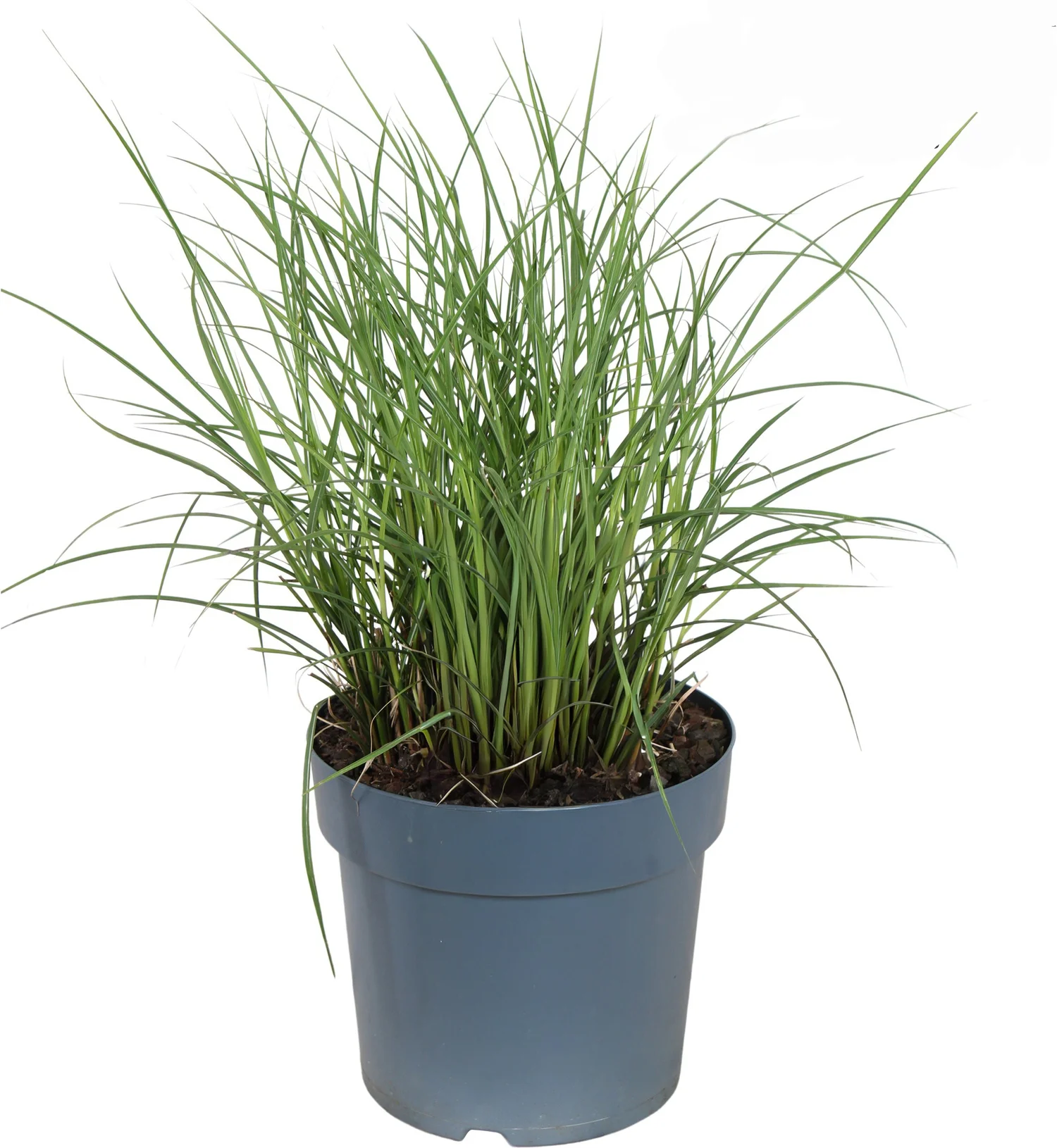 Chinees Riet (Miscanthus sinensis 'Yakushima Dwarf') D 23 H 70 cm