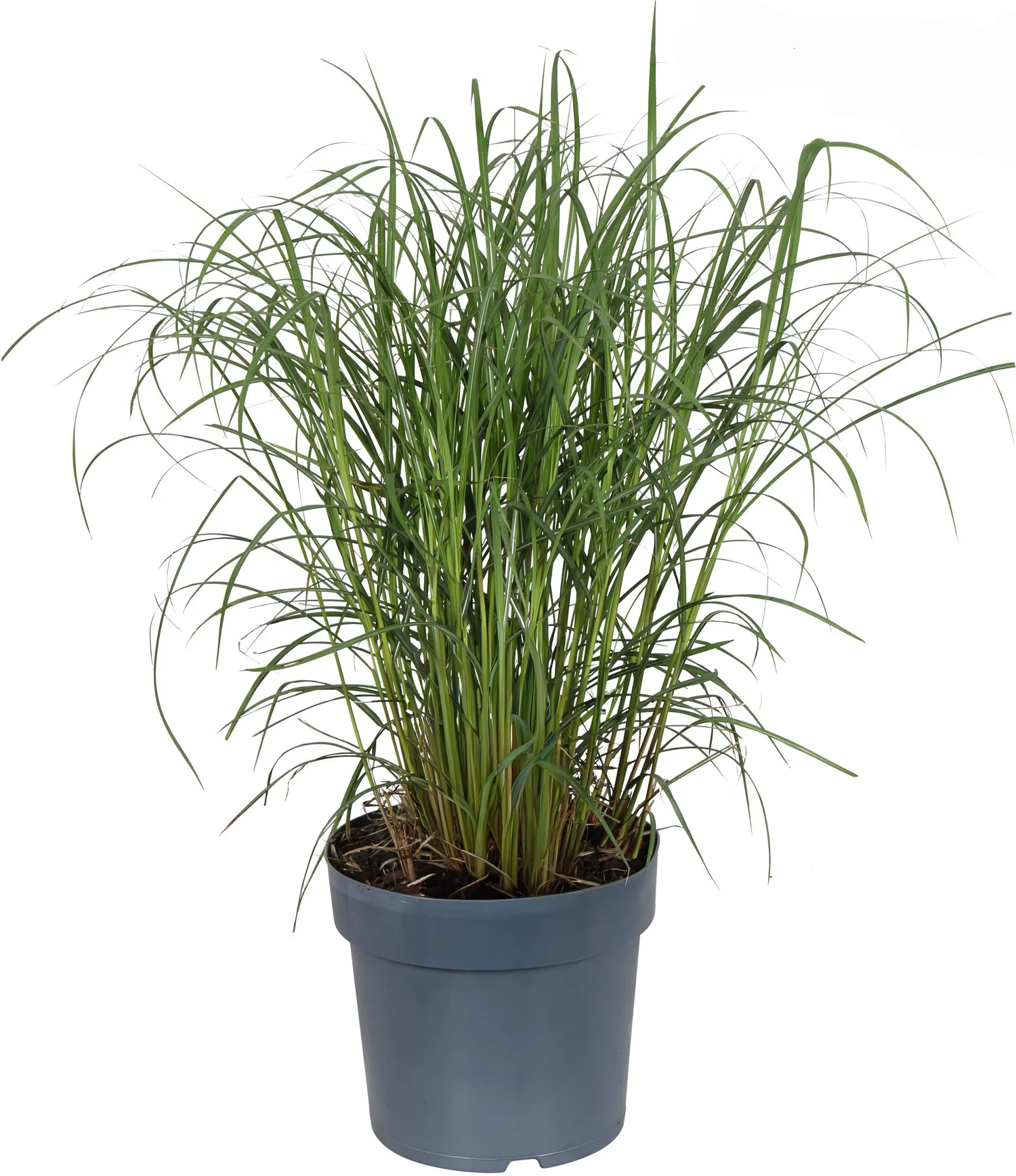 Chinees Riet (Miscanthus sinensis 'Adagio') D 23 H 70 cm