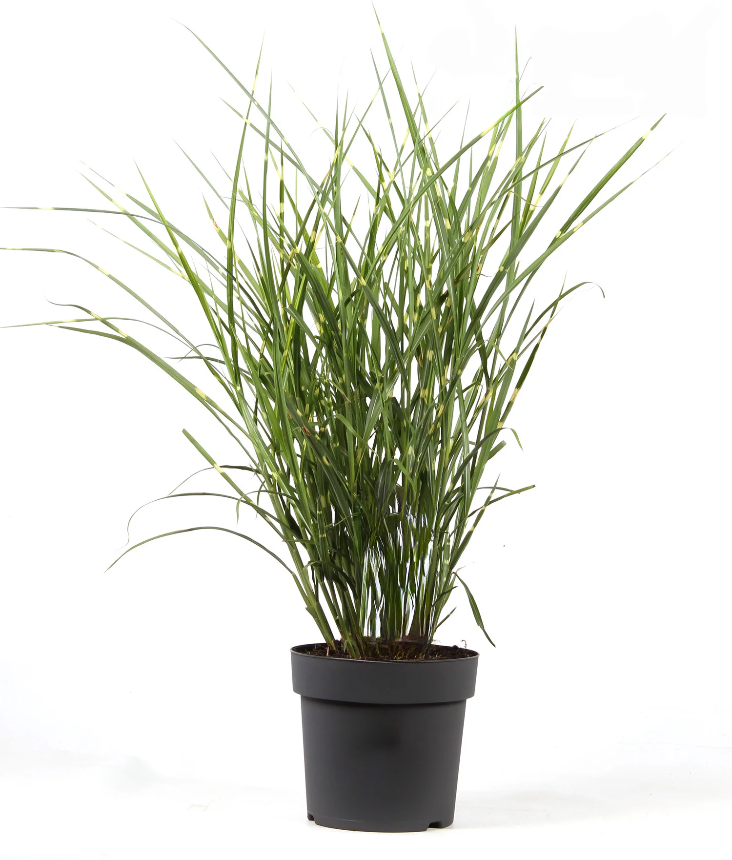 Chinees Riet (Miscanthus sinensis 'Strictus') D 23 H 70 cm