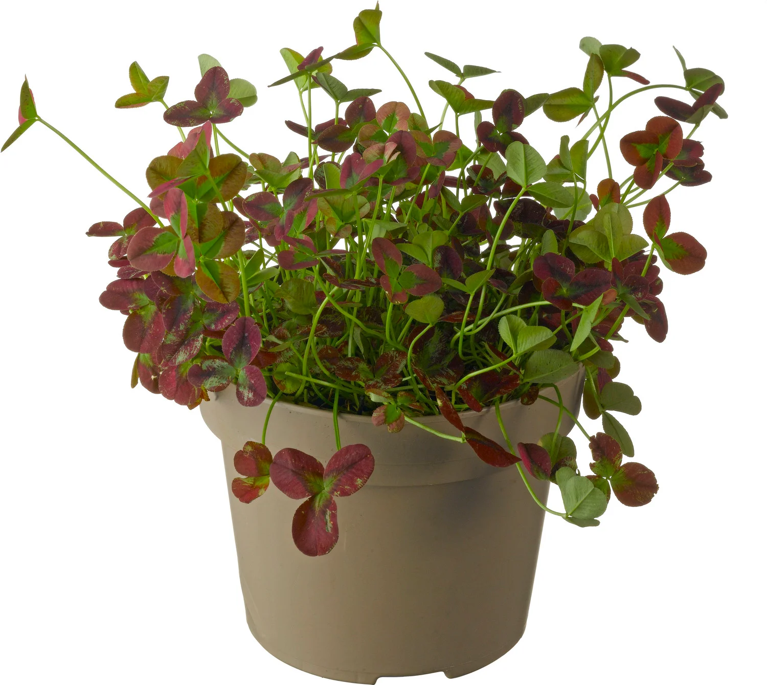 Basterdklaver (Trifolium) D 13 H 15 cm