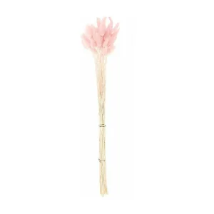 Gedroogde roze Lagurus – 70 cm Gedroogde roze Lagurus – 70 cm