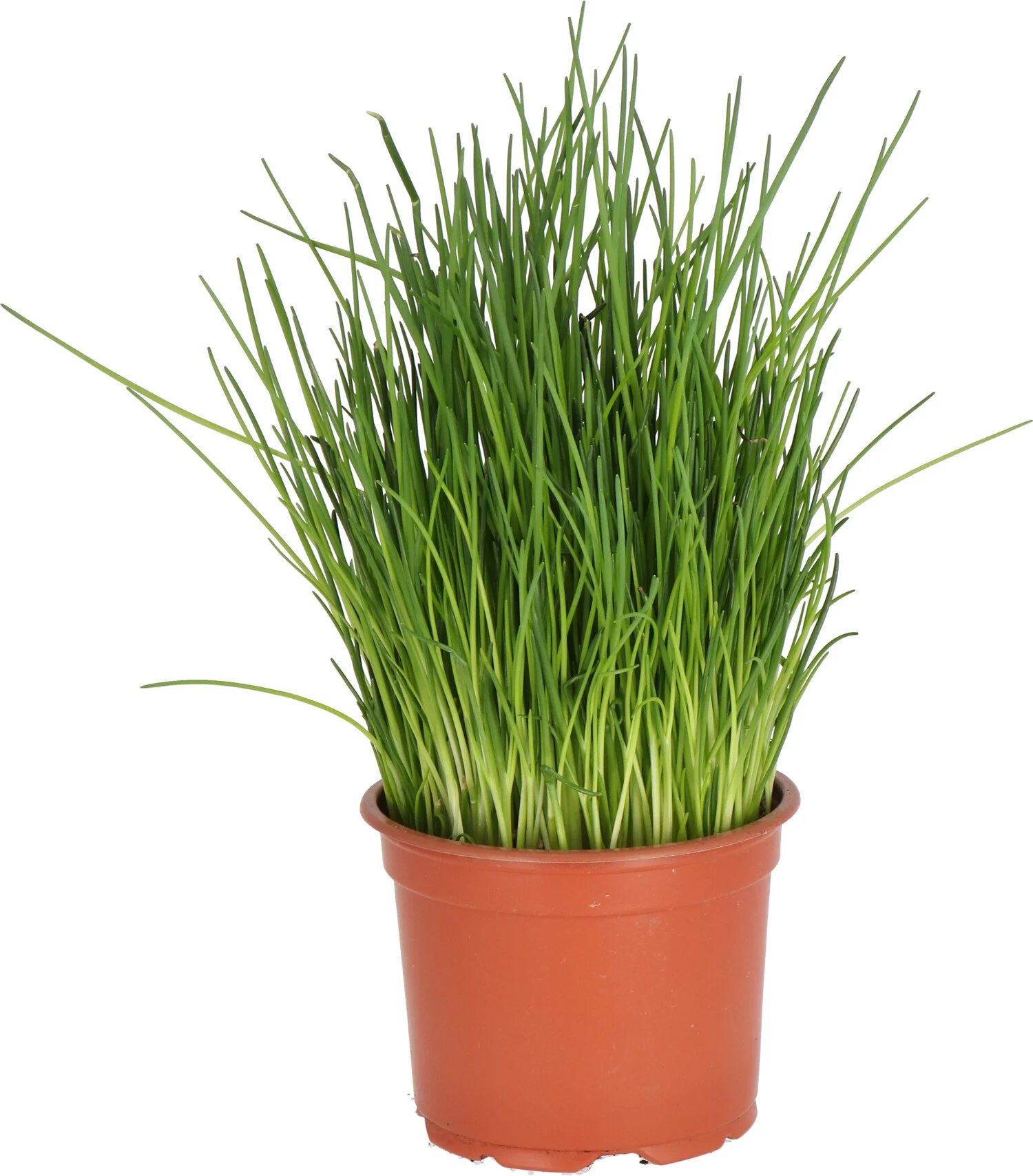 Biologische Bieslook (Allium schoenoprasum) D 12 H 15 cm