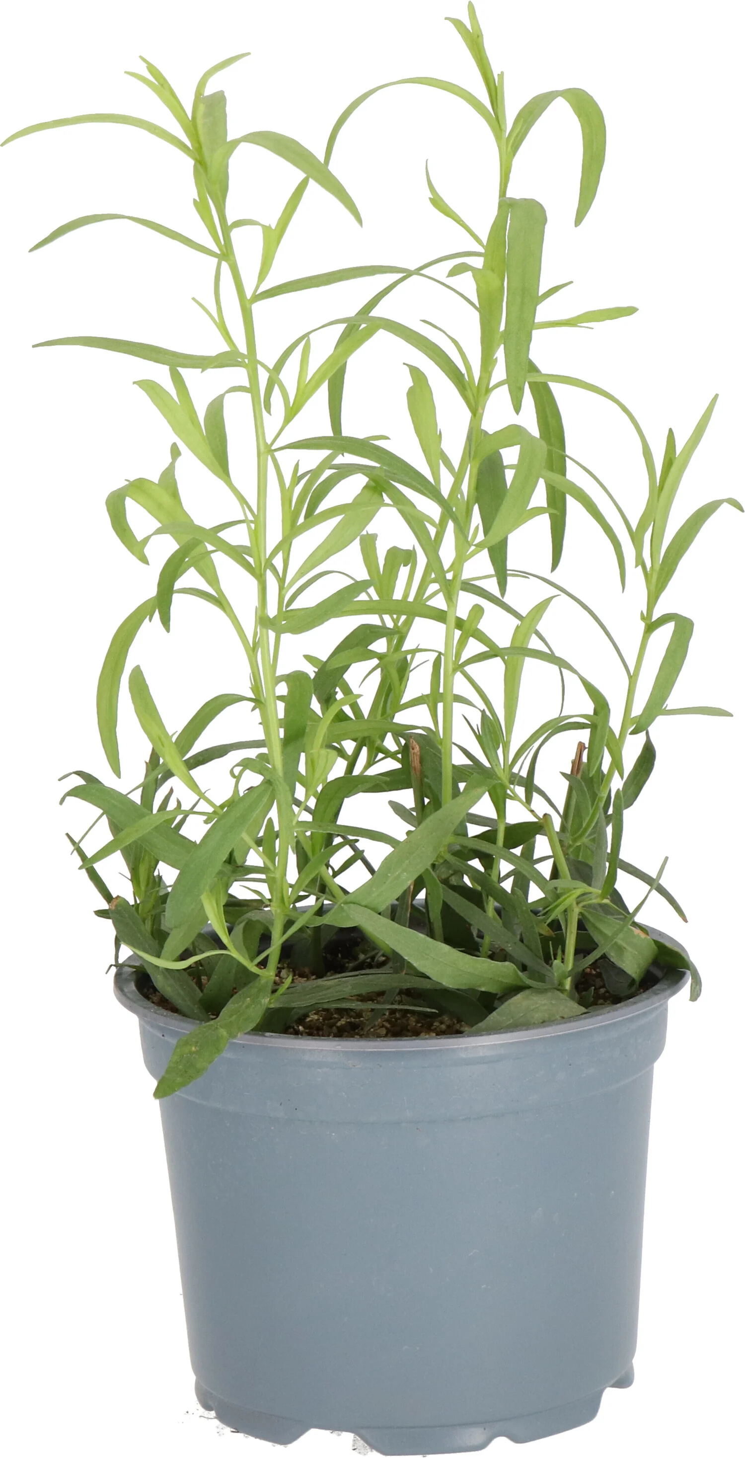 Biologische Dragon (Artemisia dracunculus) D 12 H 15 cm