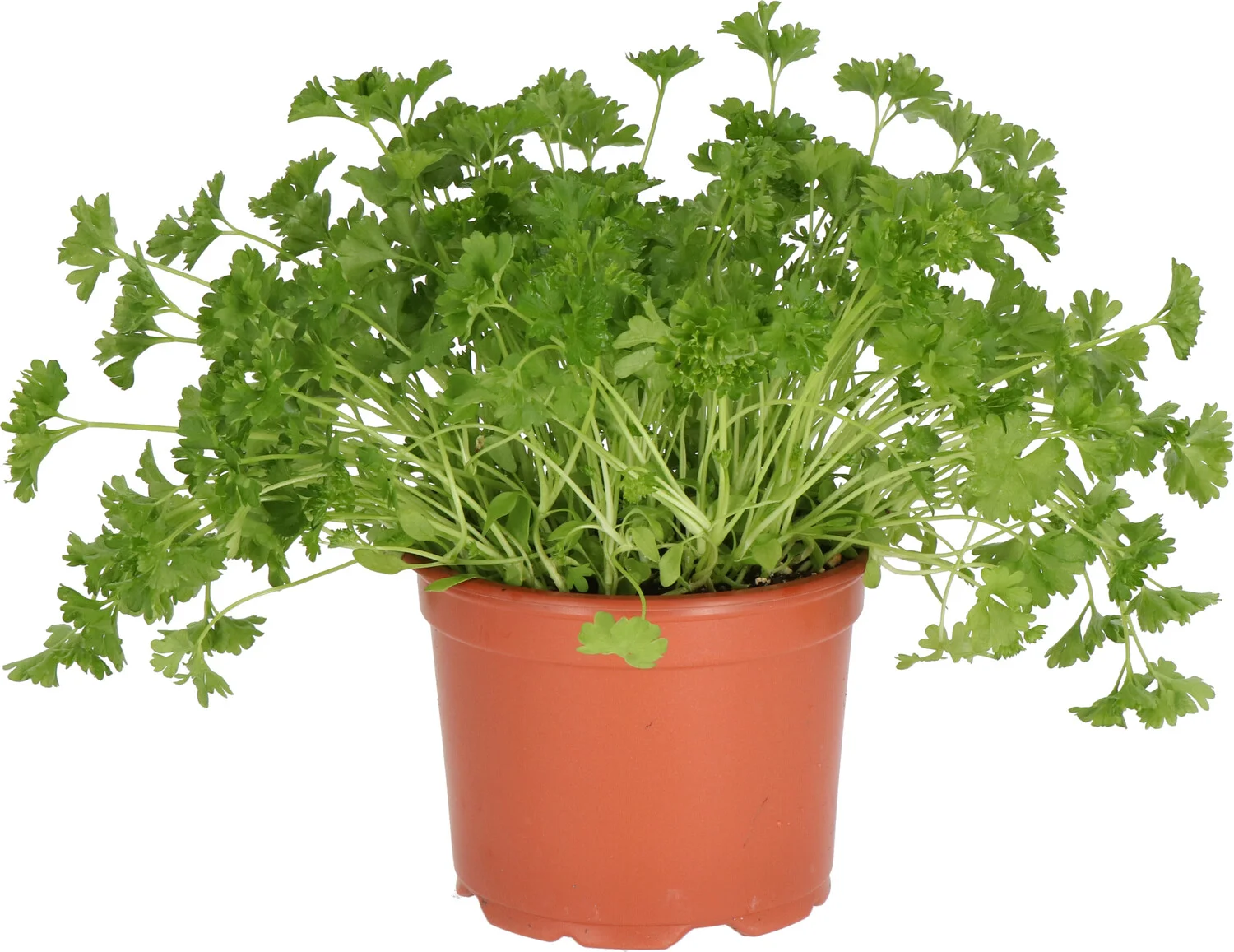 Biologische Krulpeterselie (Petroselium crispum) D 12 H 15 cm