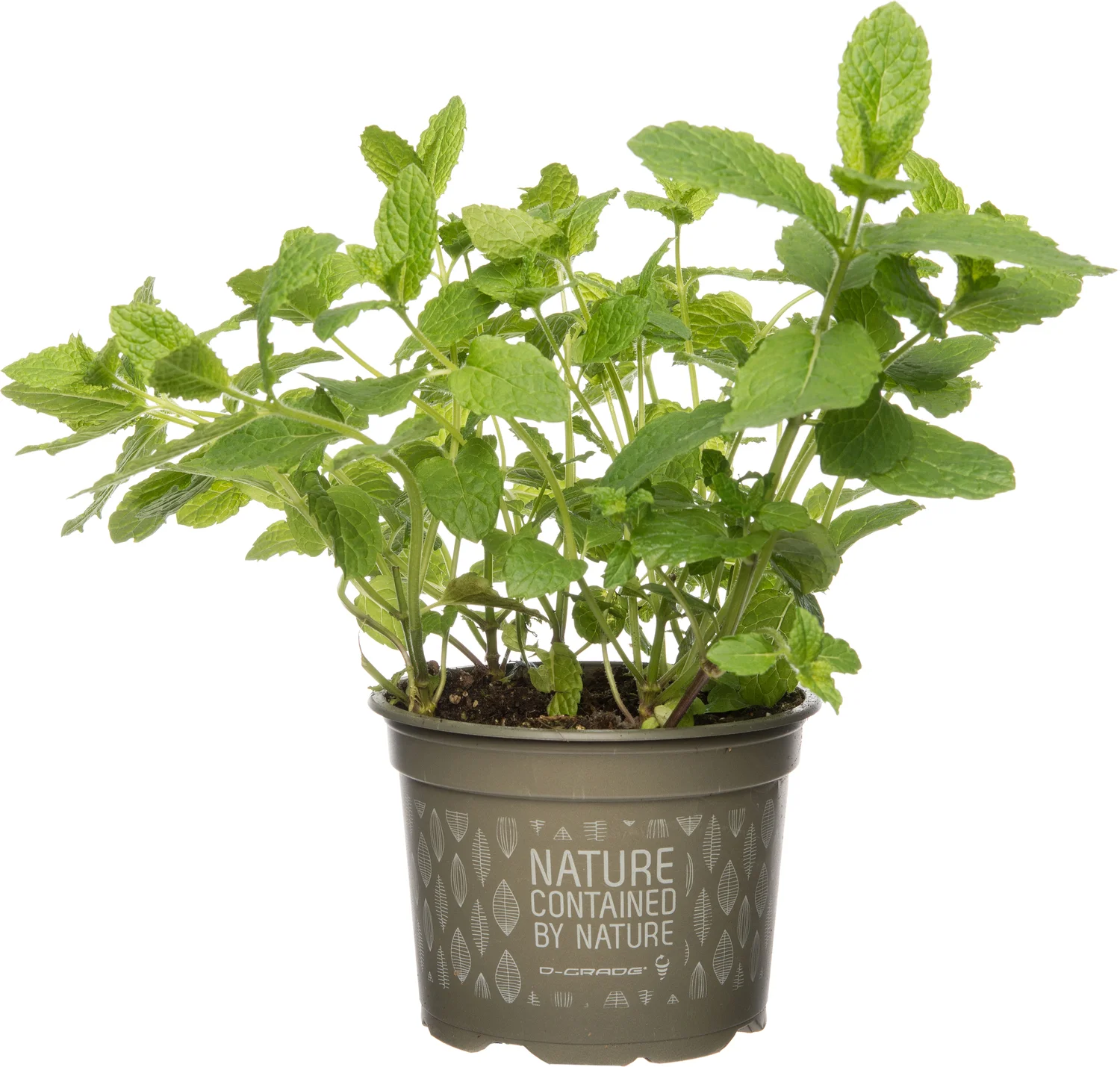 Biologische munt (Mentha spicata 'Maroccan') D 12 H 15 cm