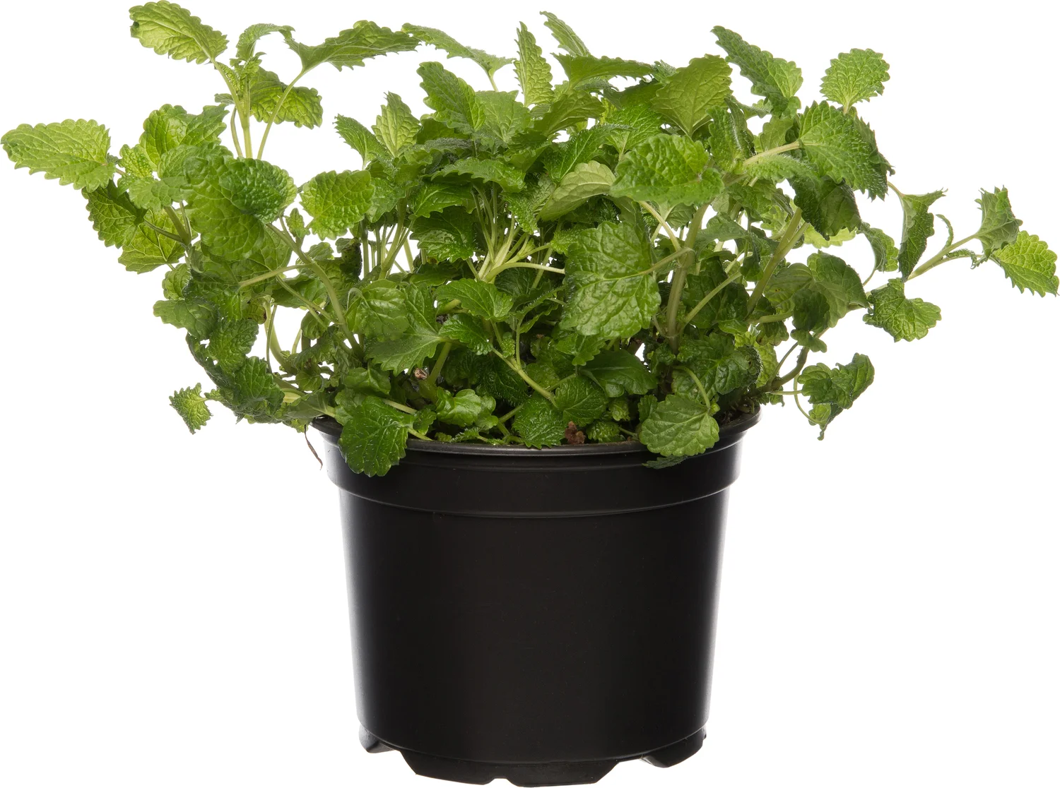 Biologische citroenmelisse (Melissa officinalis) D 12 H 20 cm