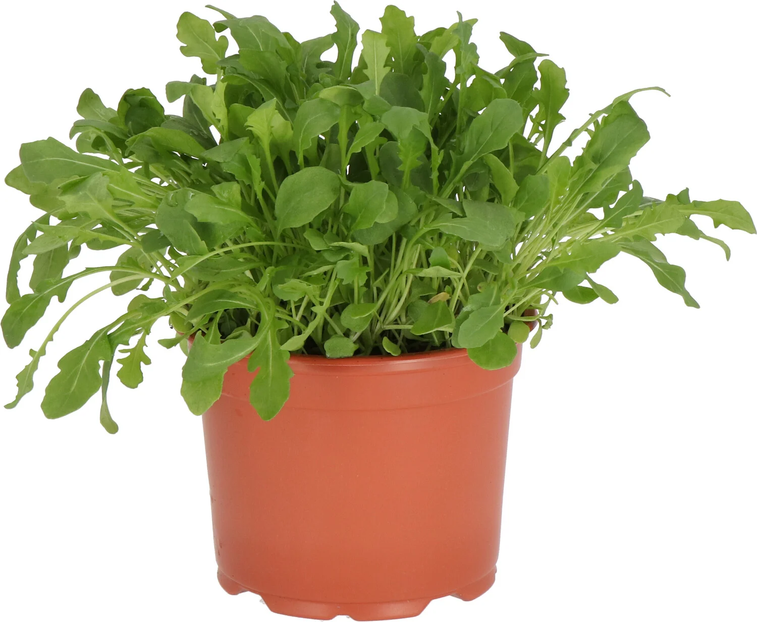Biologische Rucola (Eruca vesicaria) D 12 H 15 cm