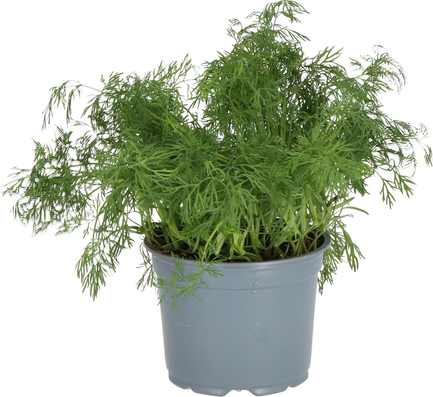Biologische Dille (Anethum graveolens) D 12 H 15 cm
