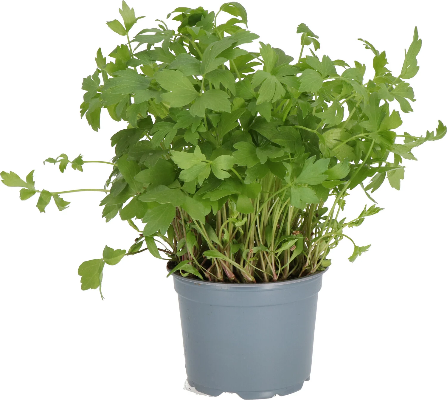 Biologische Lavas (Levisticum officinalis) D 12 H 15 cm