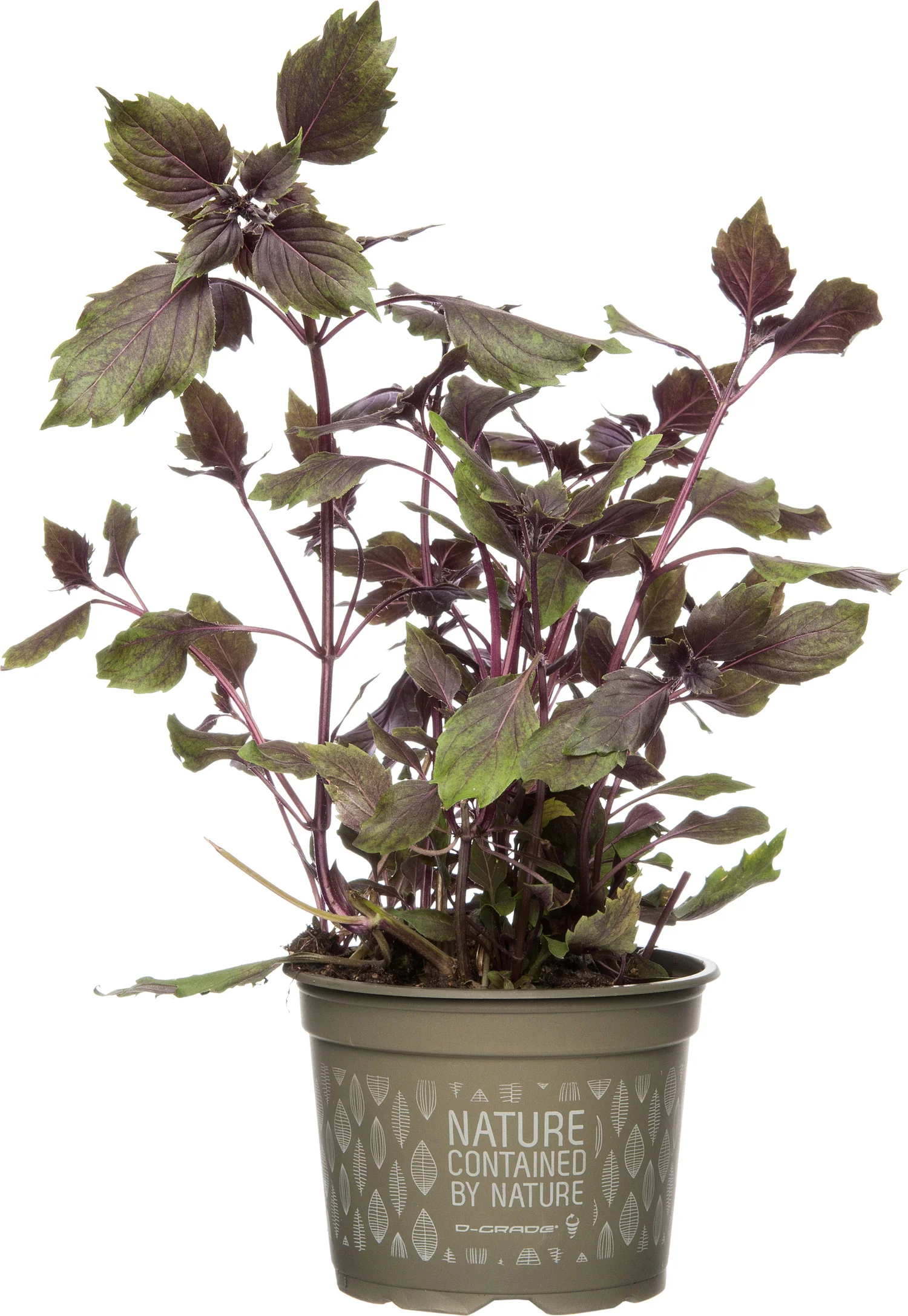 Biologische rode basilicum (Ocimum basilicum) D 12 H 15 cm