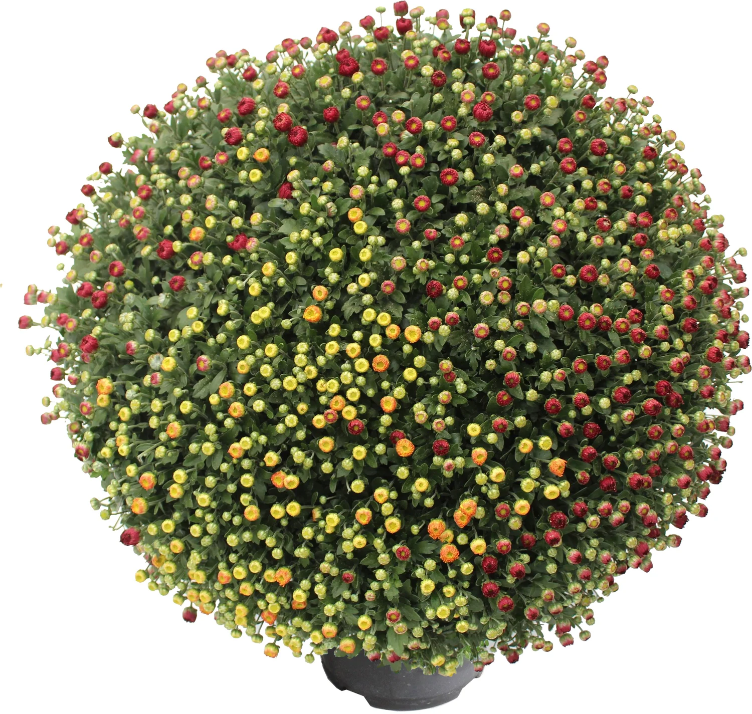 Bolchrysant (Chrysanthemum 'Carnaval') D 19 H 45 cm