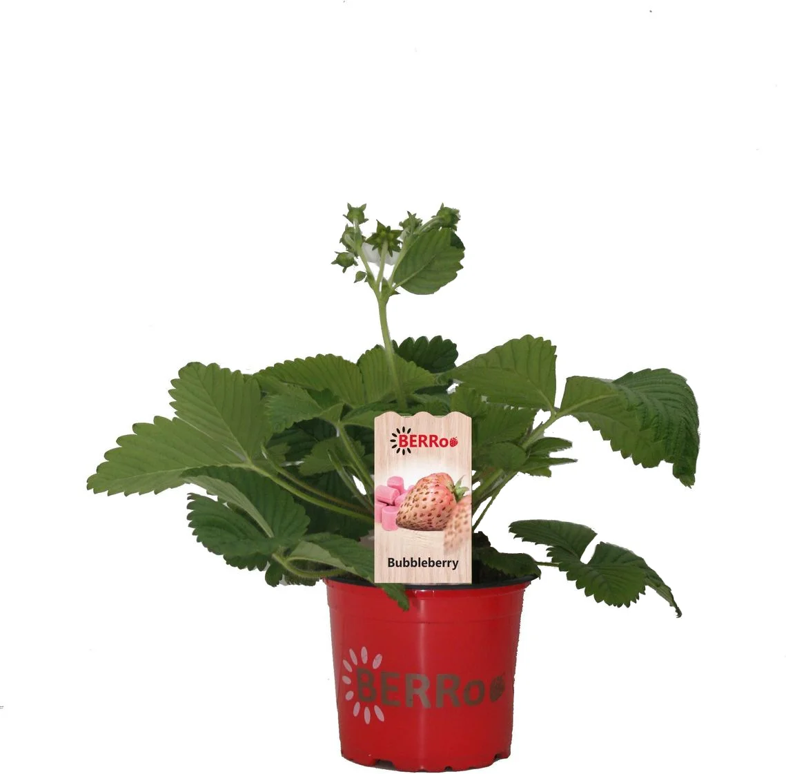 Aardbei (Fragaria x ananassa 'Bubbleberry') D 12 H 25 cm