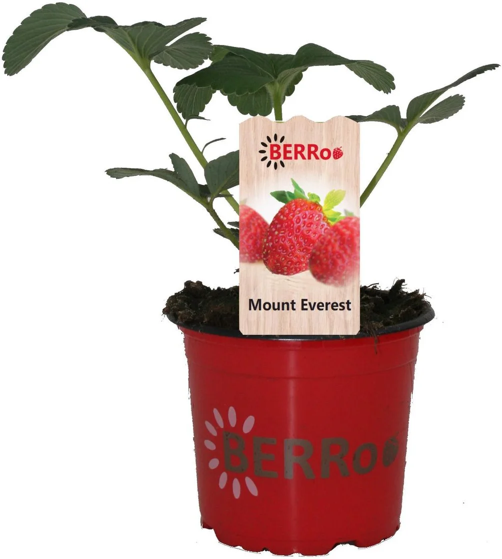 Aardbei (Fragaria x ananassa 'Mount-Everest') D 12 H 25 cm